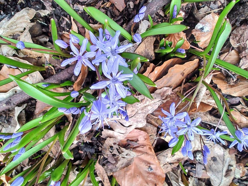 Kwiaty w Ogrodzie Botanicznym - luty