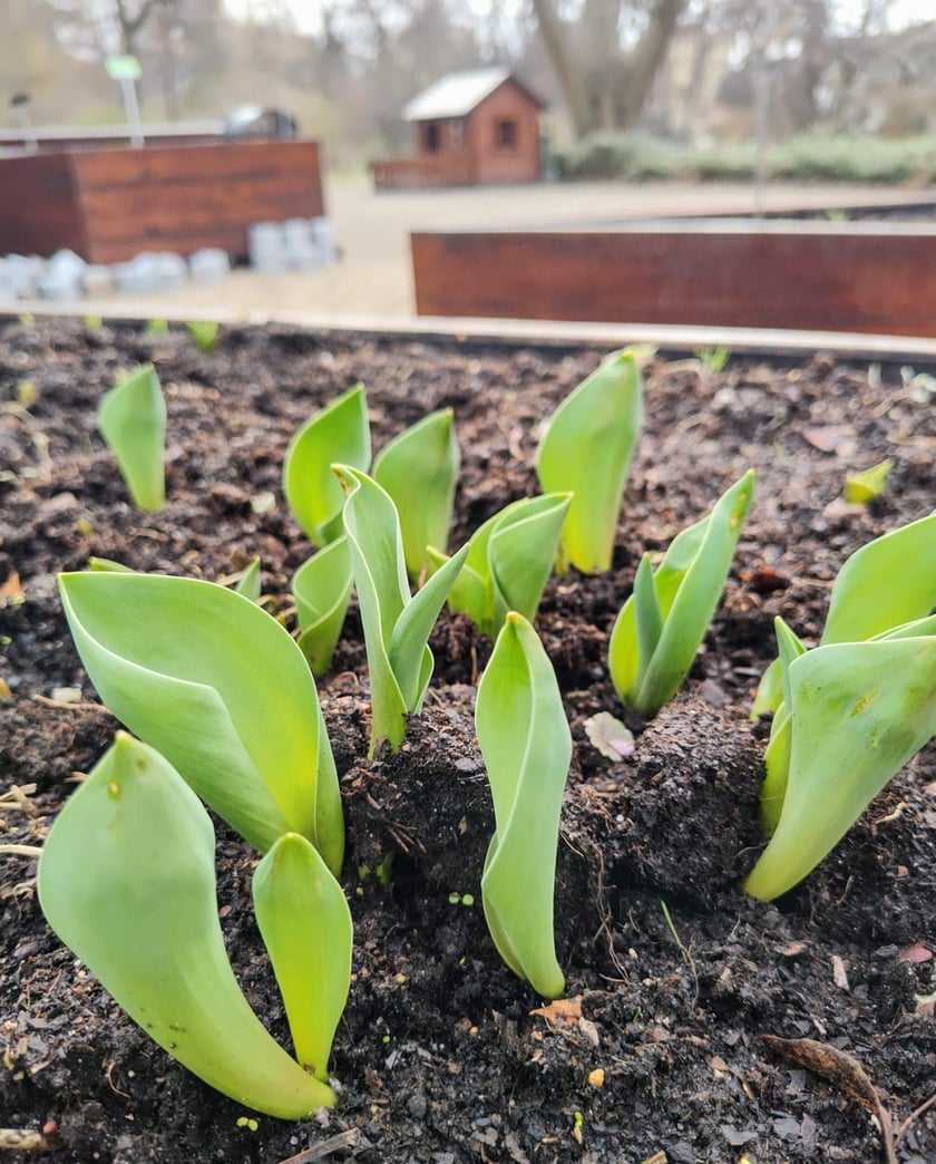 Kwiaty w Ogrodzie Botanicznym - luty