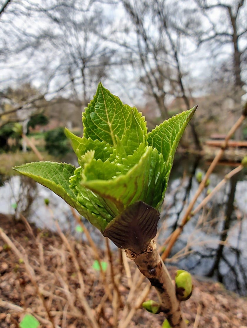 Kwiaty w Ogrodzie Botanicznym - luty