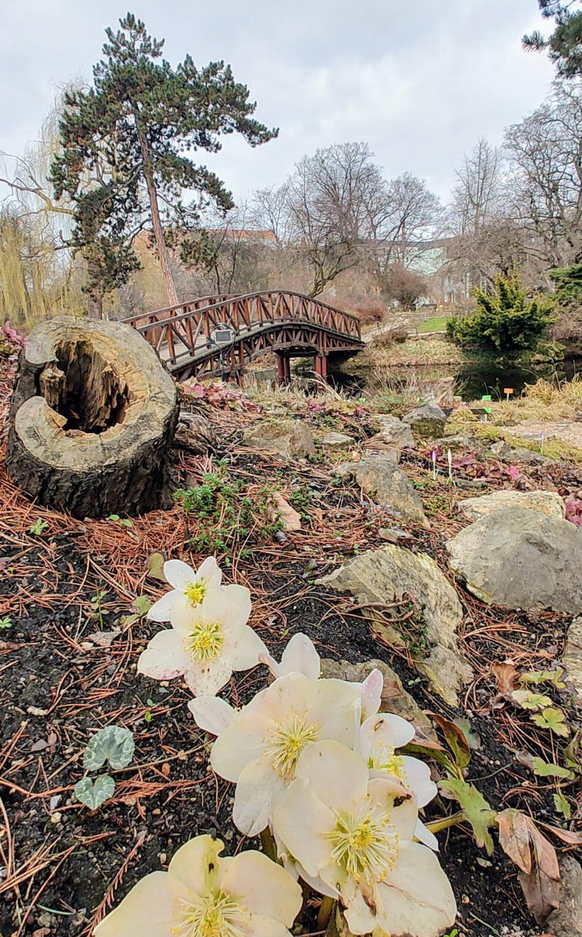 Kwiaty w Ogrodzie Botanicznym - luty