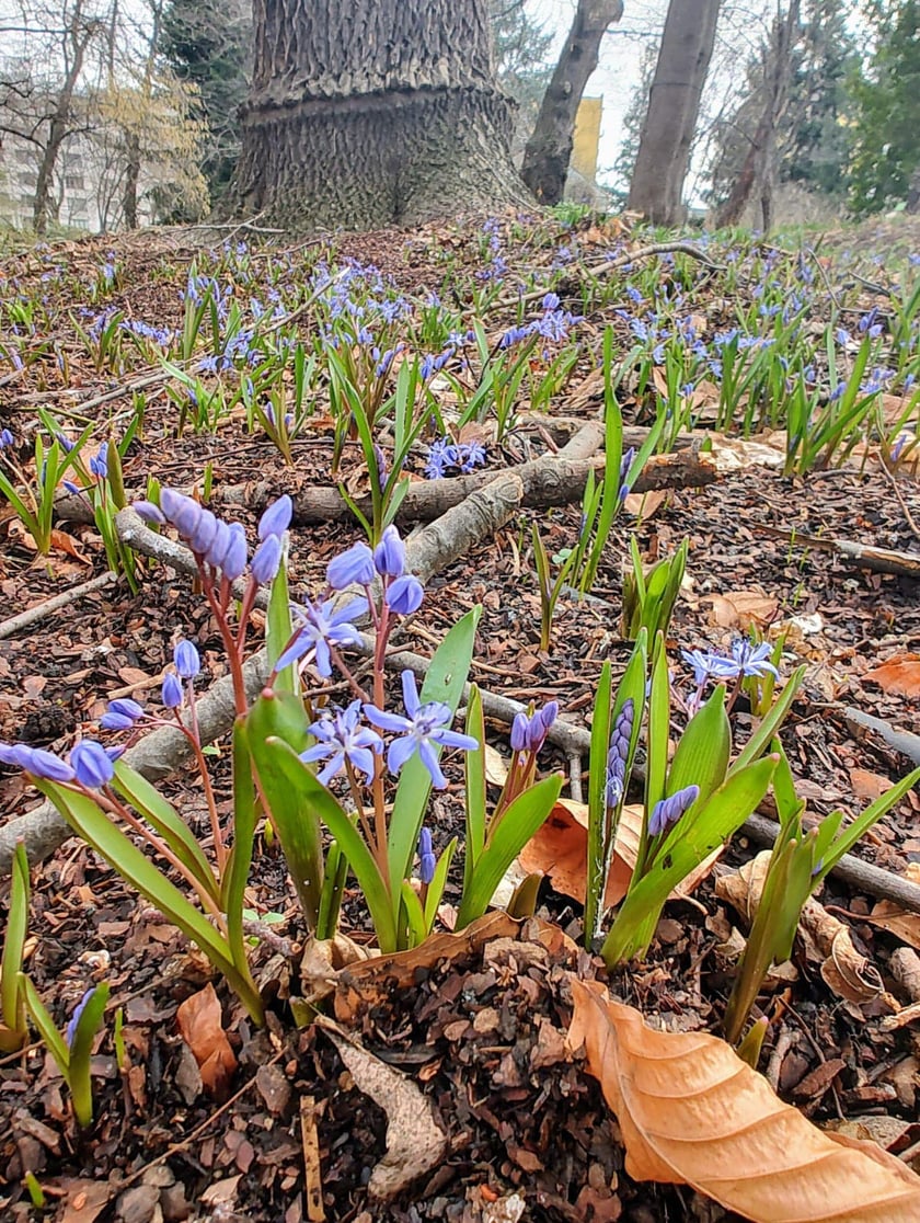 Kwiaty w Ogrodzie Botanicznym - luty
