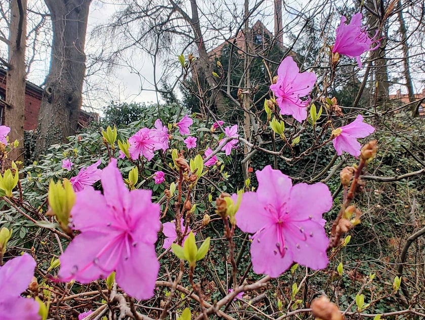 Kwiaty w Ogrodzie Botanicznym - luty