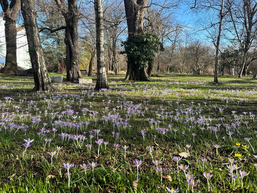 Kwiaty w Ogrodzie Botanicznym - luty. Pierwsze krokusy