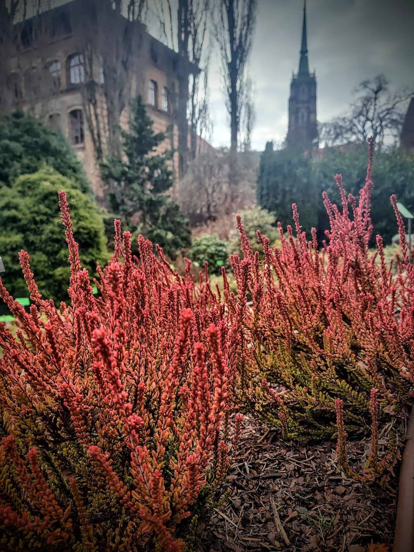 Kwiaty w Ogrodzie Botanicznym - luty