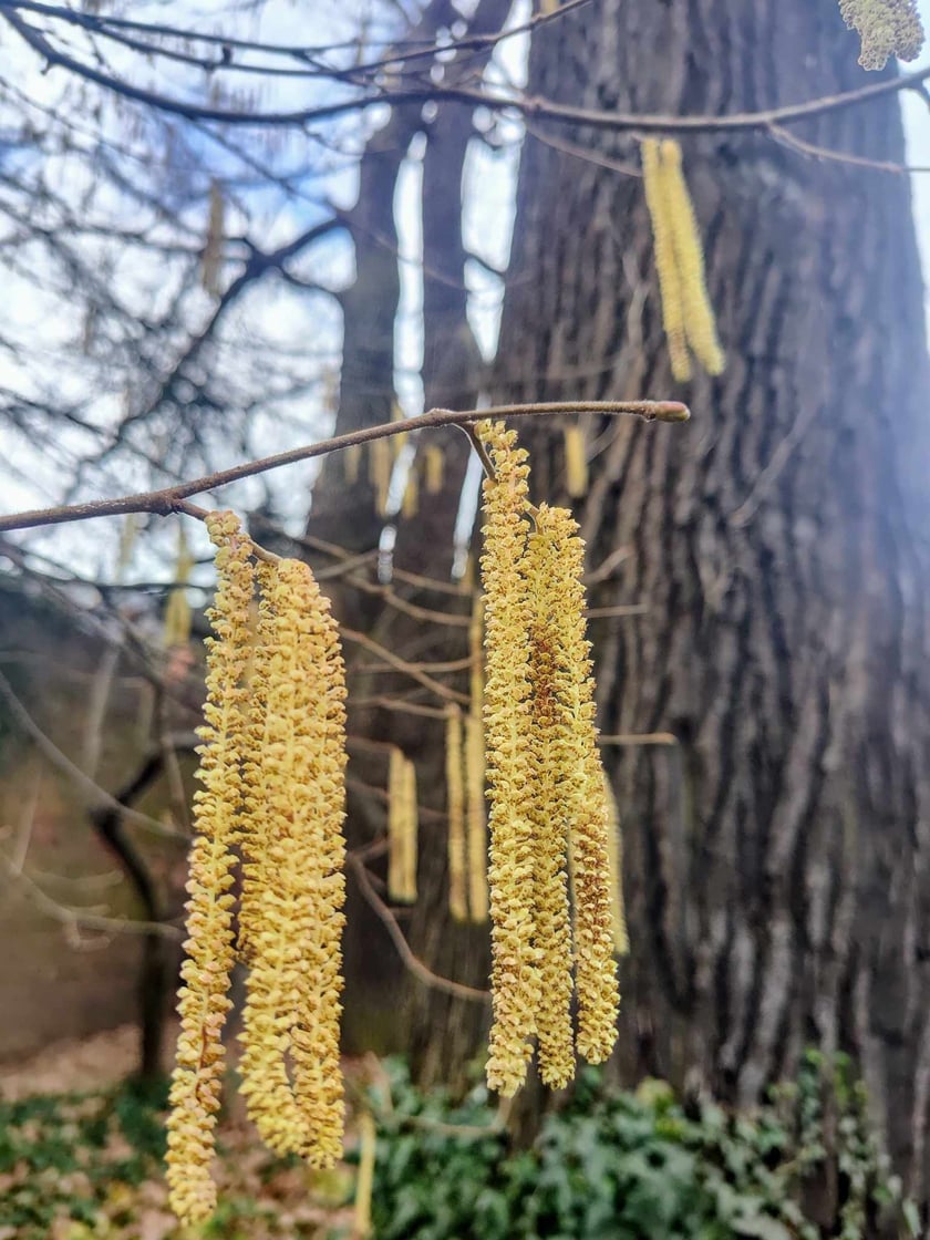 Kwiaty w Ogrodzie Botanicznym - luty