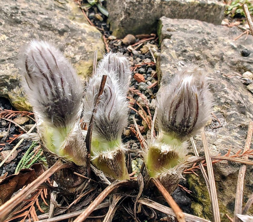 Kwiaty w Ogrodzie Botanicznym - luty
