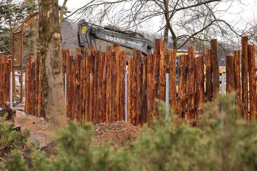 Budowa ogrodzenia nowej Lwiarni w zoo Wrocław