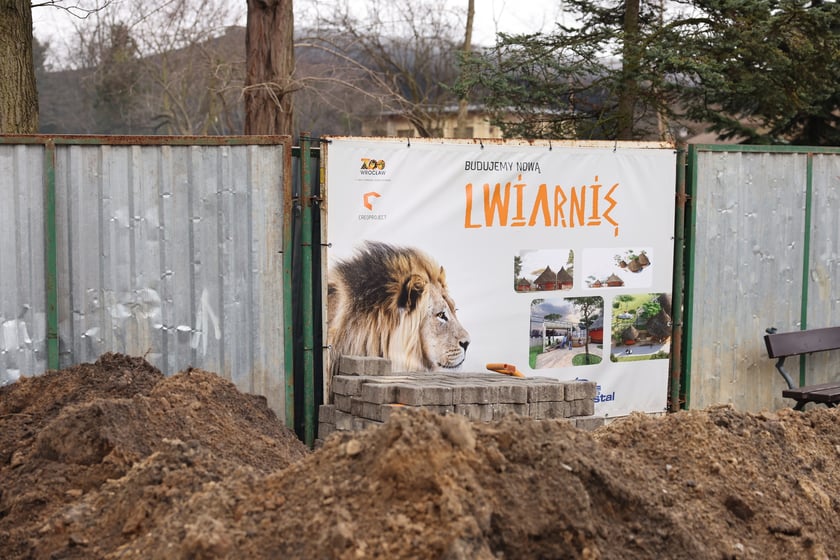 Budowa nowej Lwiarni w zoo Wrocław