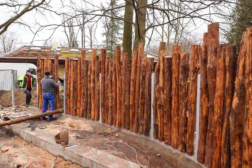 Budowa nowej Lwiarni w zoo Wrocław