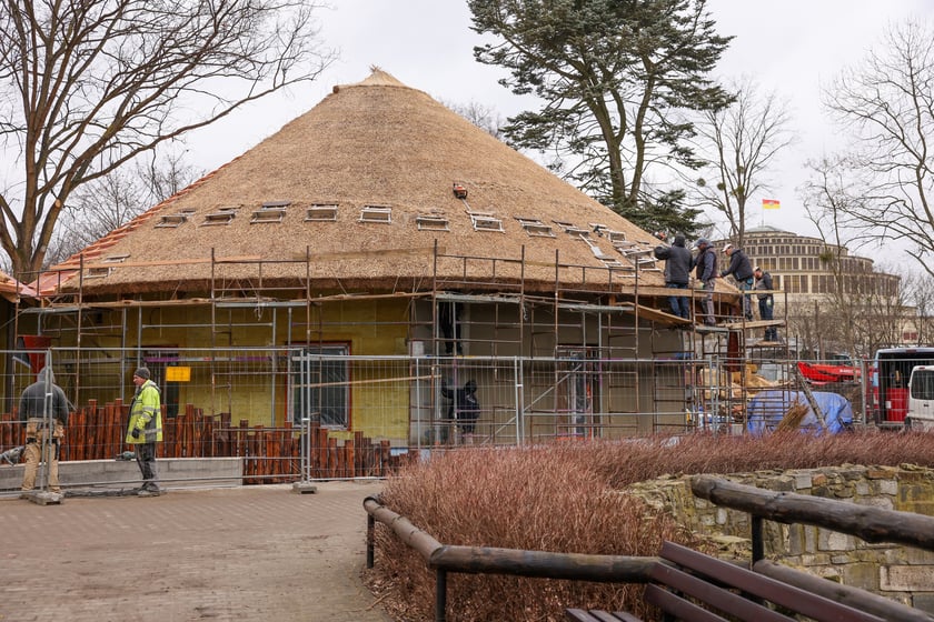 Budowa nowej Lwiarni w zoo Wrocław