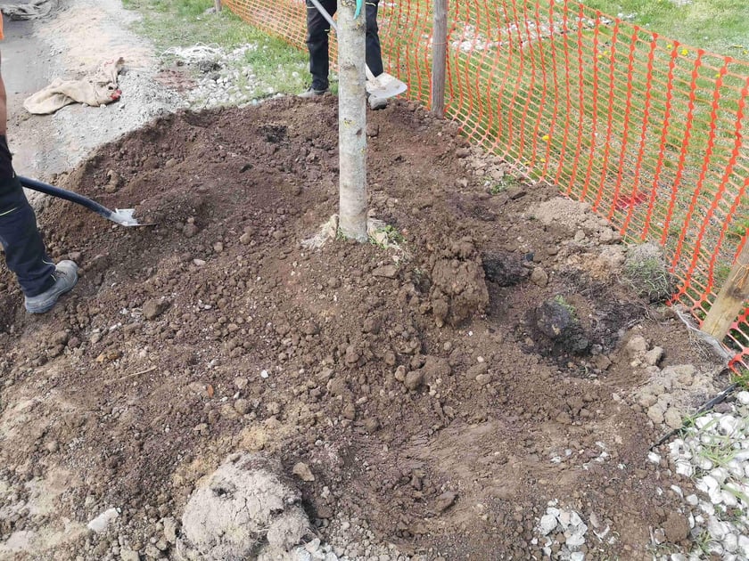 Wiosenne nasadzenia zieleni we Wrocławiu - zdjęcia ilustracyjne