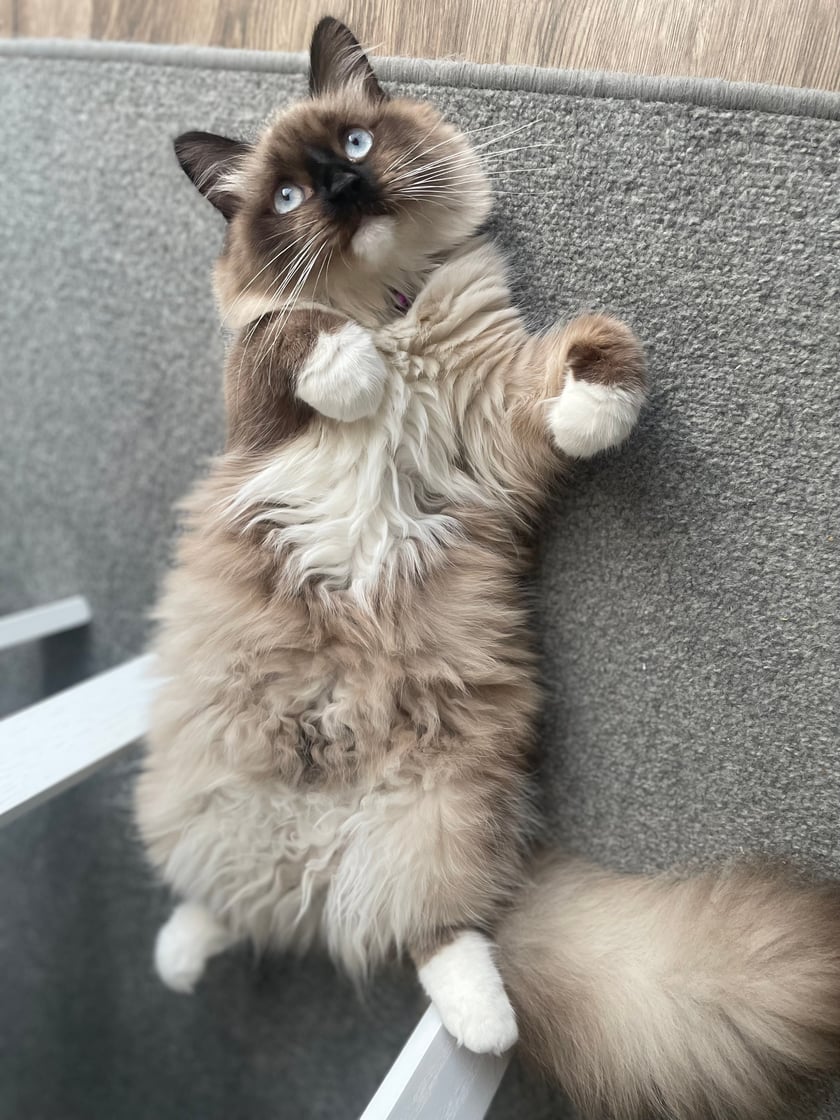 Zosia to energiczna kotka, o charakterze pełnym zabawy ale i miłości. Zosia nauczyła się aportować piłeczkę i ciągle przynosi mi ja w pyszczku