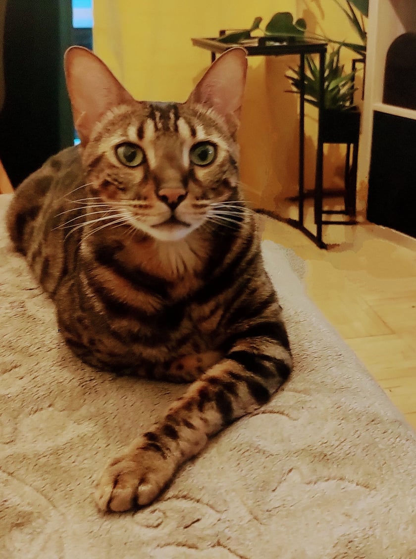 Członek naszej rodziny, szalony, wesoły, dumny, lekko zawariowany i zawsze chętny do zabawy kot Bengalski - Gobi, zwany Golbiaczkiem. Ulubione zajęcie spanie na hamaku lub pod kołdra. Bez niego nasz dom był pusty.