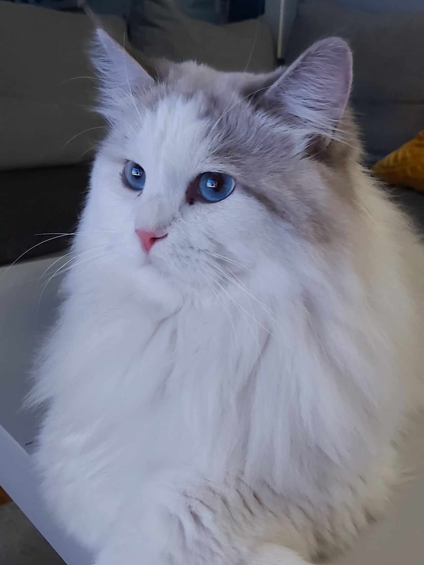 Florek jest trzyletnim kocurem rasy Neva masquerade. 
Jego biało - szare futerko jest mięciutkie niczym chmurka tak bardzo, że gdy się przytuli można poczuć się jak w niebie. Charakter Florka jest jednak tak mocny, że swoimi lśniącym pazurkami  sprowadzi na ziemię wszystko, gdy coś pójdzie nie po jego myśli.