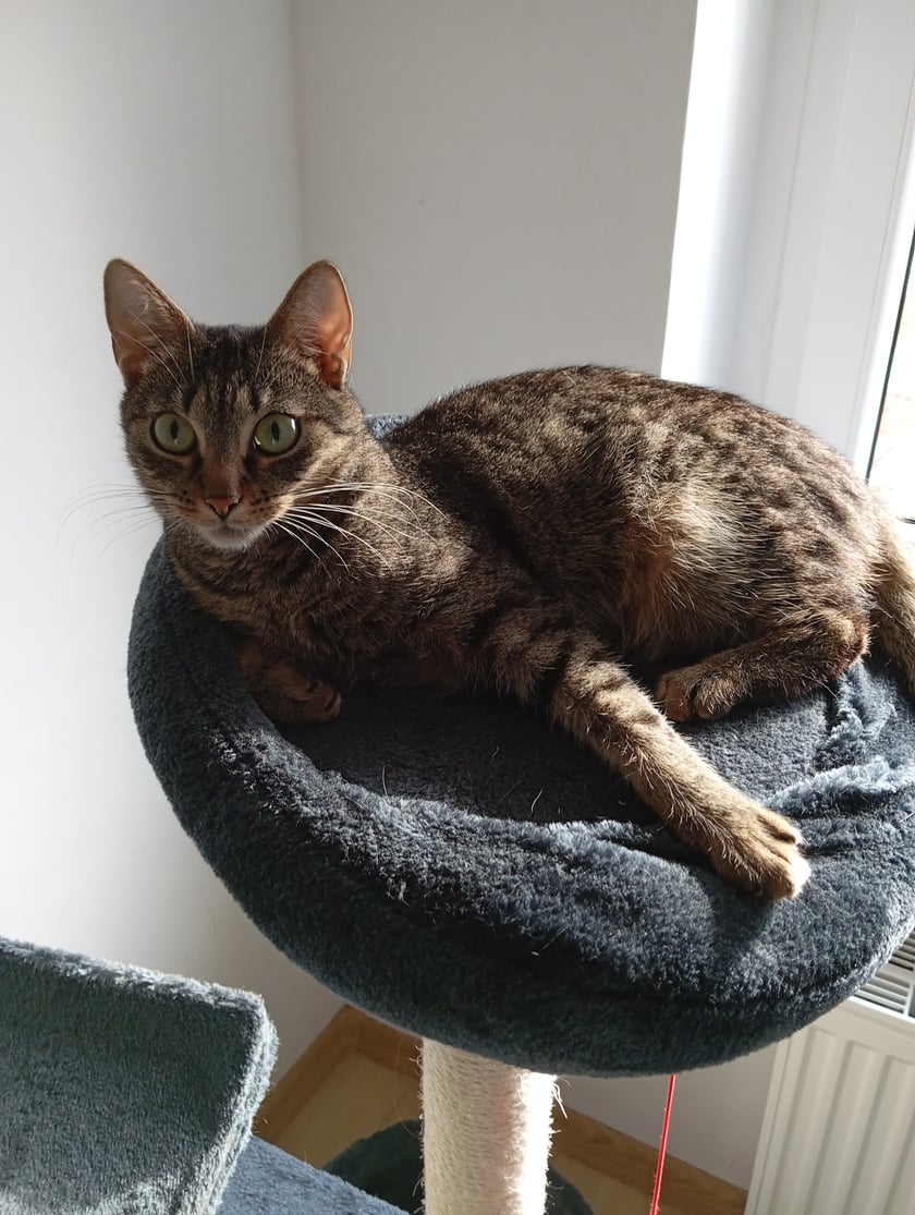 Kruszynka jest wspaniała kocica. Jak wracamy do domu to czeka przy drzwiach i nas wita. Jest bardzo spokojna i rodzinna. Lubi jak ja ganiamy po całym mieszkaniu.