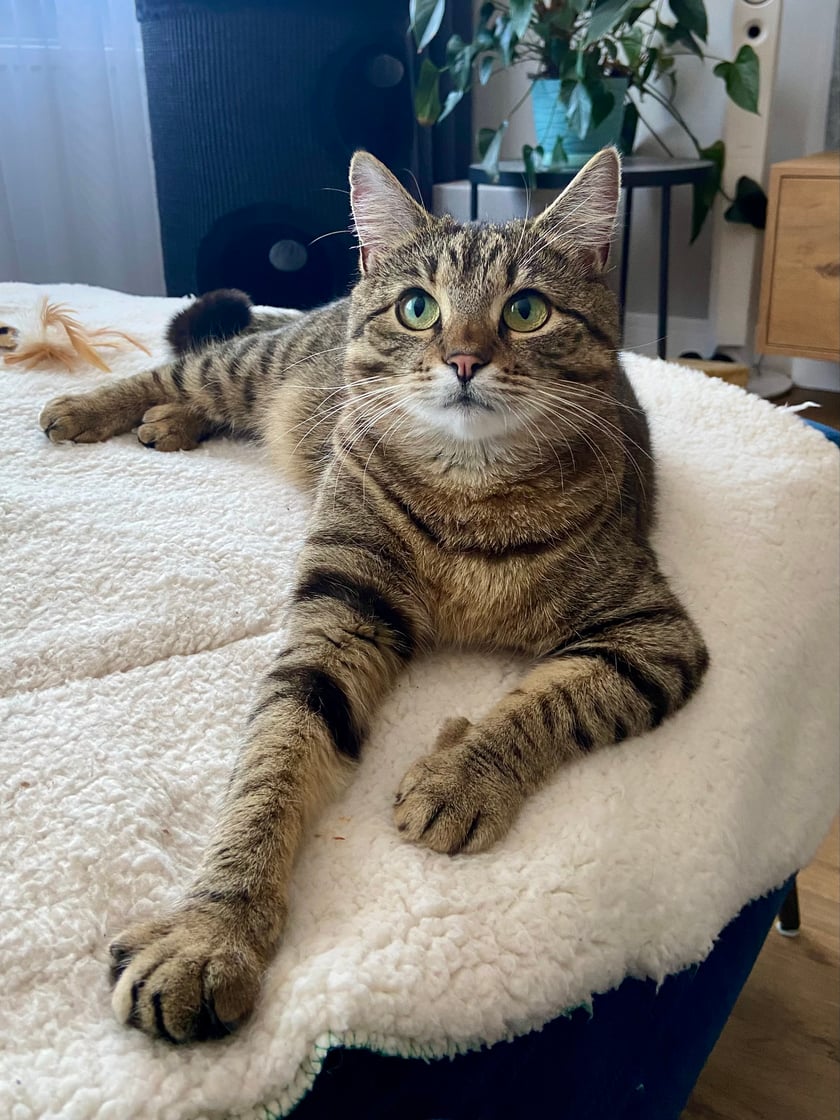 Jestem Lunka, mam też przydomek Lunita Bonita, bo pańcia mówi, że jestem taka piękna :) W byciu piękną i kochaną wcale nikomu nie przeszkadza że jestem Felv+, czyli mam kocią białaczkę. Od 3 lat mieszkam w szczęśliwym domku we Wrocławiu. Pochodzę z fundacji Koty u Beaty, a wcześniej żyłam na ulicy. Teraz mieszkam z kochającą rodzinką, która o mnie bardzo dba i rozpieszcza, jak widać na zdjęciu - część sofy należy tylko do mnie. Nogi mam długie niczym pani Jaworowicz. Uwielbiam oglądać sikorki zza firanki i polować na patyk z piórkami. W wolnych chwilach piję wodę z kranu.