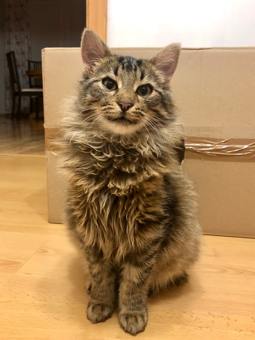 Leo to pogodny półroczny kotek adoptowany z wrocławskiego schroniska. To towarzyski łakomczuszek, który lubi być głaskany i noszony na rękach.