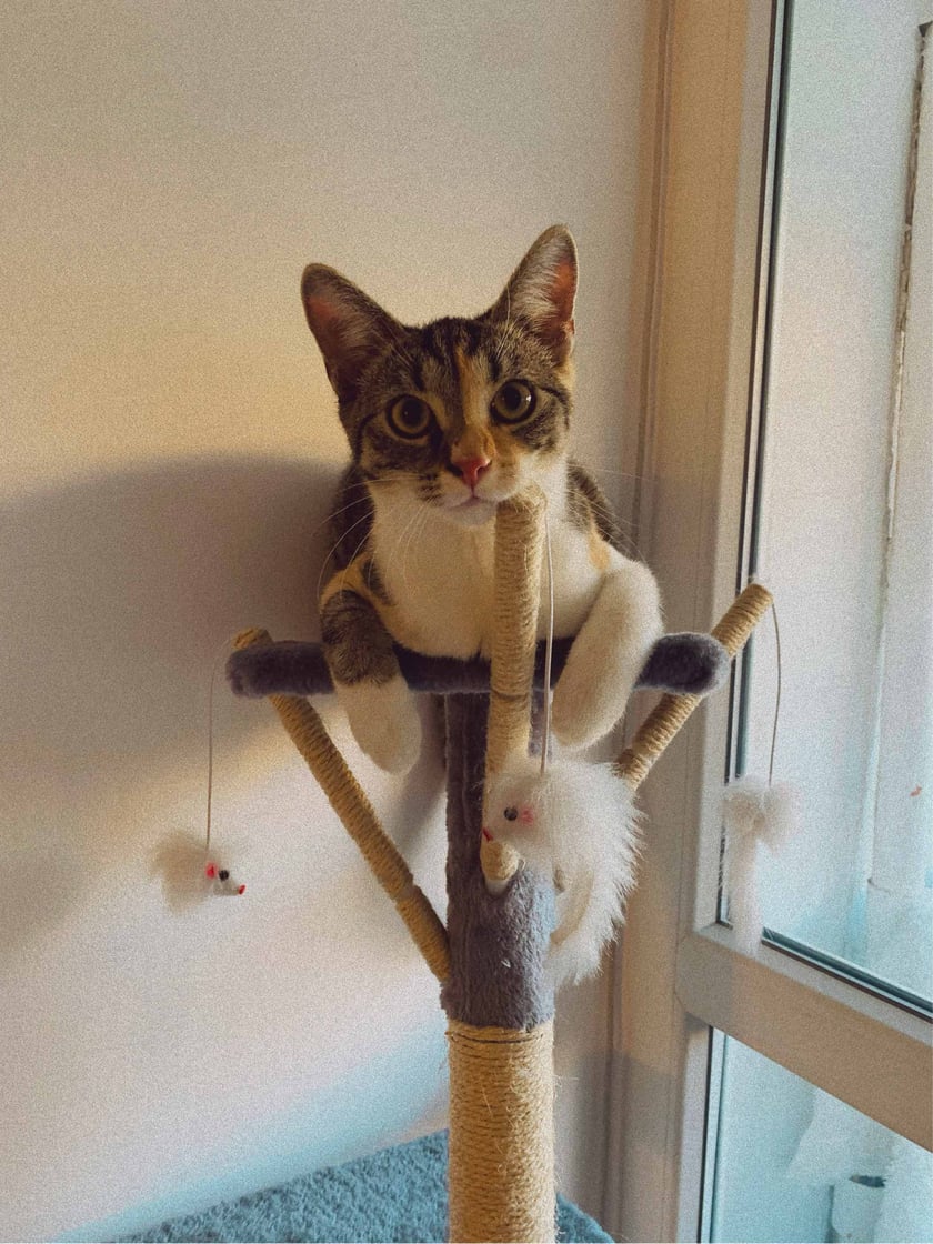 Moli jest żywiołową, pełną energii kotką, uwielbiającą zabawy, obserwowanie życia na zewnątrz (z osiatkowanego balkonu!) i przytulanie do ludzi. Kotka ma dwa lata i jest naszym ulubieńcem rodziny.