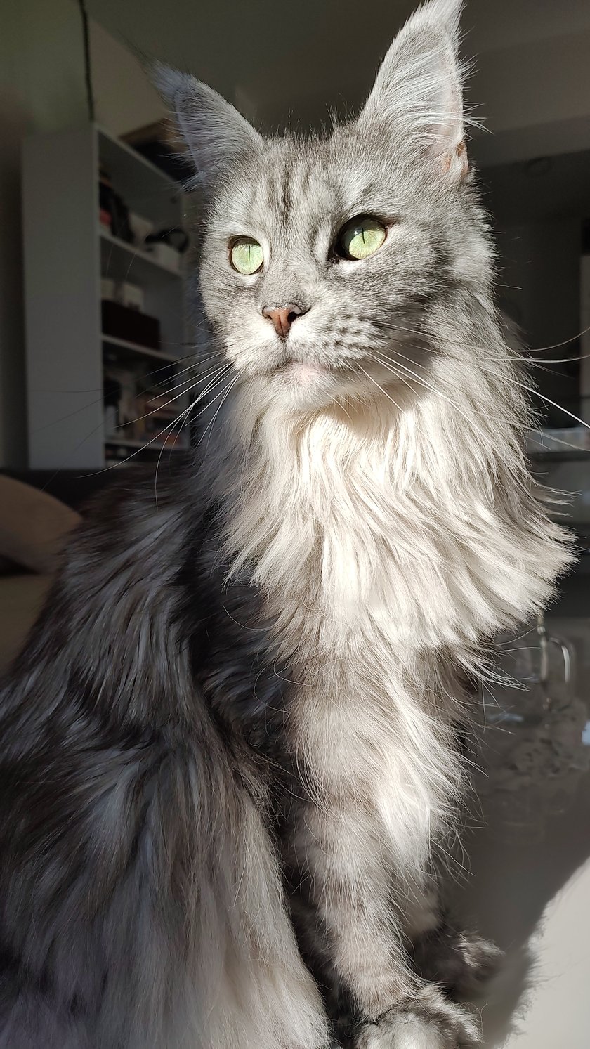 Najpiękniejszy kot rasy maine coon :)