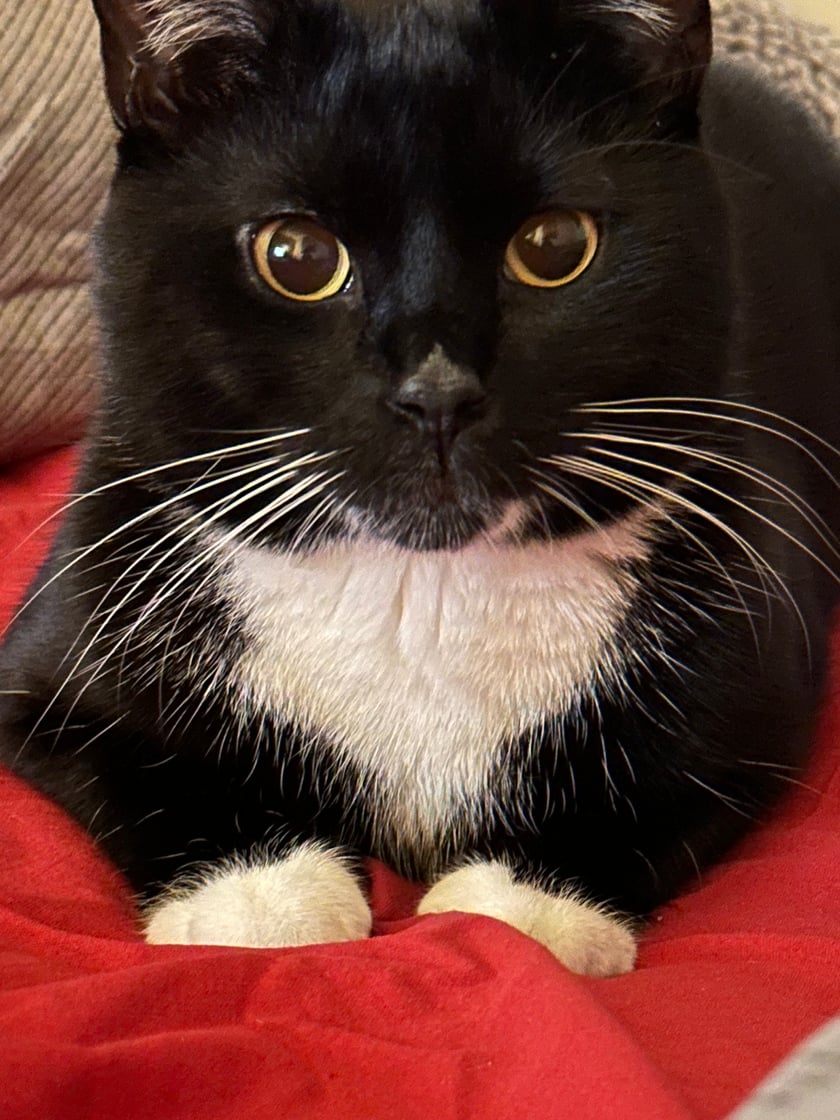 Pierożek, fanatyk zabaw wodnych. Każda pora jest idealna na psoty i swawole, nie przejdzie obojętnie obok kapsla, zakrętki czy kabla. Jego hobby to gołębie i ptactwo wszelkiej maści. W wolnych chwilach relaksuje się w swoim łóżeczku, a gdy tylko usłyszy brzdęk miseczki uprawia kocio-galop. Do jego atutów wizualnych można zaliczyć przede wszystkim zawsze czyste skarpety i jakże bliżej nieokreślony kształtem śnieżnobiały krawat, to on powoduje, że ciężko obok takiego przystojniaczka przejść obojętnie.