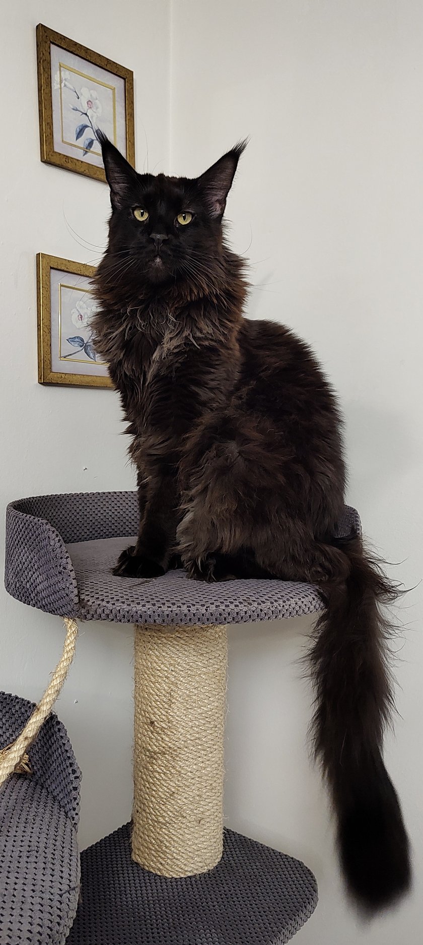 Oto Imisław, znany wśród znajomych jako Imek. Urodzony 20 lutego 2021 roku. Jest entuzjastą piórek i sprężynek. W zamian za smakołyki jest w stanie wykonać wiele rzeczy - potrafi odróżnić swoją prawą od lewej łapki, potrafi dać "piątkę". Poza tym, Imek nadzoruje wszystko, co dzieje się w domu - od prania, przez gotowanie, aż po zmywanie.