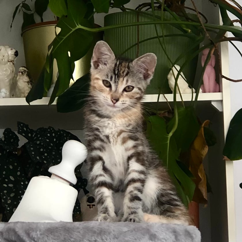 Halina to 7 miesięczna kotka, która jest bardzo żywiołowa i uwielbia się bawić. Jej charakter jest tak równie szalony jak jej umaszczenie.