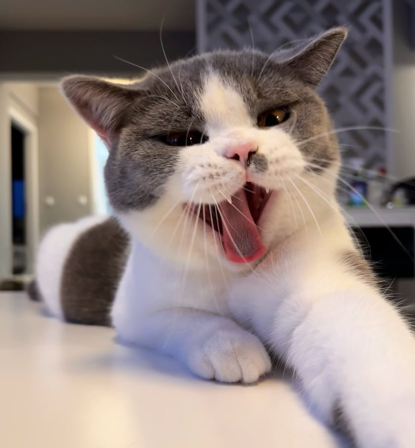 Pan Marek to cudowny kotek brytyjski, ma 1,5 roku, uwielbia jeść (zwłaszcza kurczaczka i smaczki) i spędzać 100% czasu z kocimi rodzicami :) Jest źródłem codziennej radości i uśmiechu. Uwielbia bawić się kuleczkami i sprężynkami, czasami ukradnie jakąś skarpetę, co zawsze zostaje mu wybaczone ;) Dodatkowo od prawie roku jest gwiazdą instagrama, gdzie ma wielu fanów.