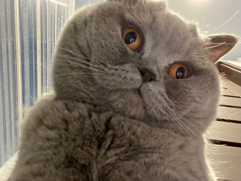 Lili to kotka rasy Brytyjskiej. Lubi zabawę w chowanego ale nie trzeba jej za długo szukać bo najczęściej i tak ”chowa się” na drapaczku, przy łóżku, na krześle lub w innym cieplutkim miejscu. Bez głaskania i przytulania krzyczy i protestuje. Wybacza wszystko za saszetki z tuńczykiem.