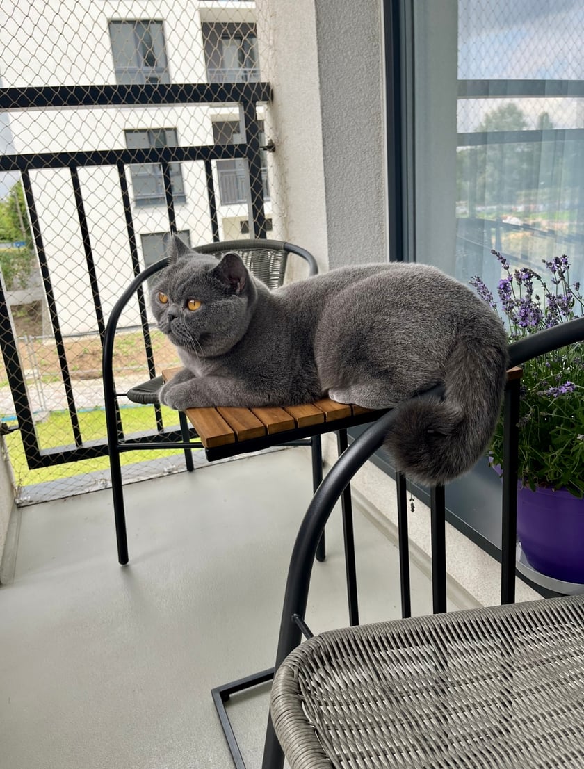 Elle uwielbia towarzystwo ludzi i najchętniej spędza czas towarzysząc domownikom w ich codziennych czynnościach. W zimowe wieczory odpoczywa w swoim założonym na kaloryferze leżaczku, a w porze letniej obserwuje otaczający ją zewnętrzny świat z balkonu. Kocha zabawę piłeczka i aportuje prawie jak pies.