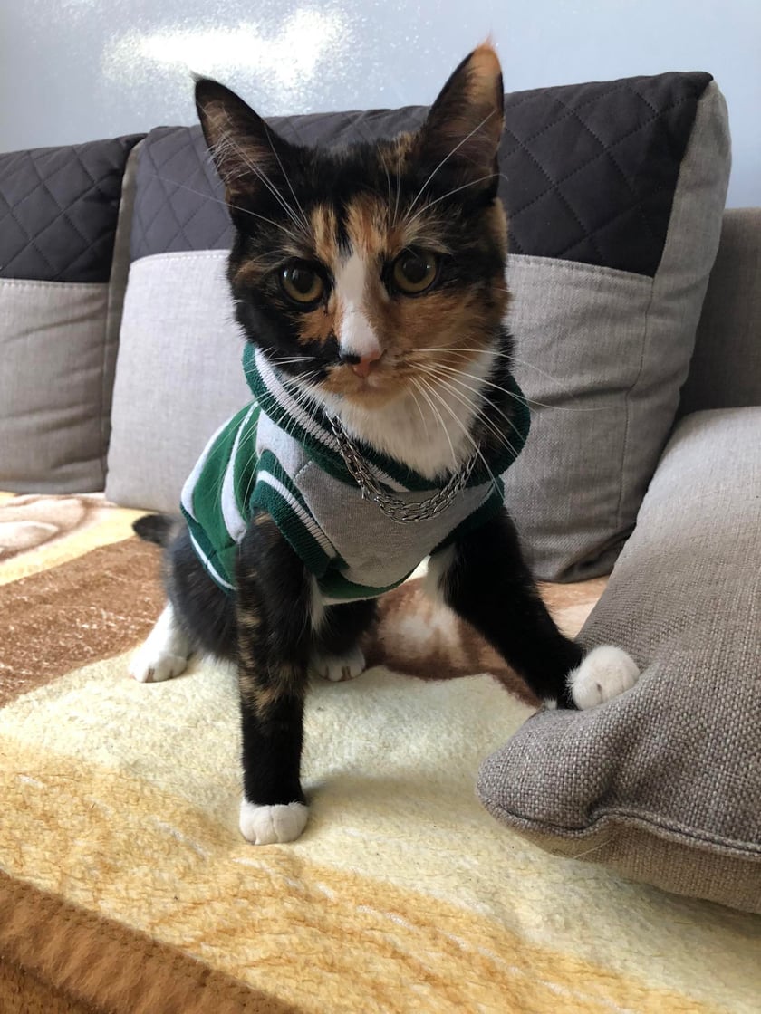 Bella jest młodą i śliczną trikolorką lubi  bawić się tunelem oraz uwielbia spać na włączonej pralce ma swoje ścieżki A kwiatki to jej kumple których nie gryzie.