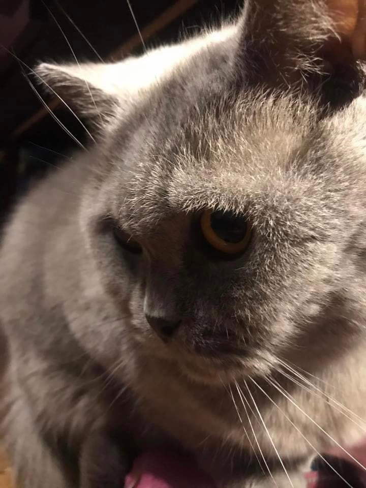 Brytyjczyk 6kg
Z charakteru niezależny asertywny potrafi okazać uczucie oraz troskę kiedy trzeba