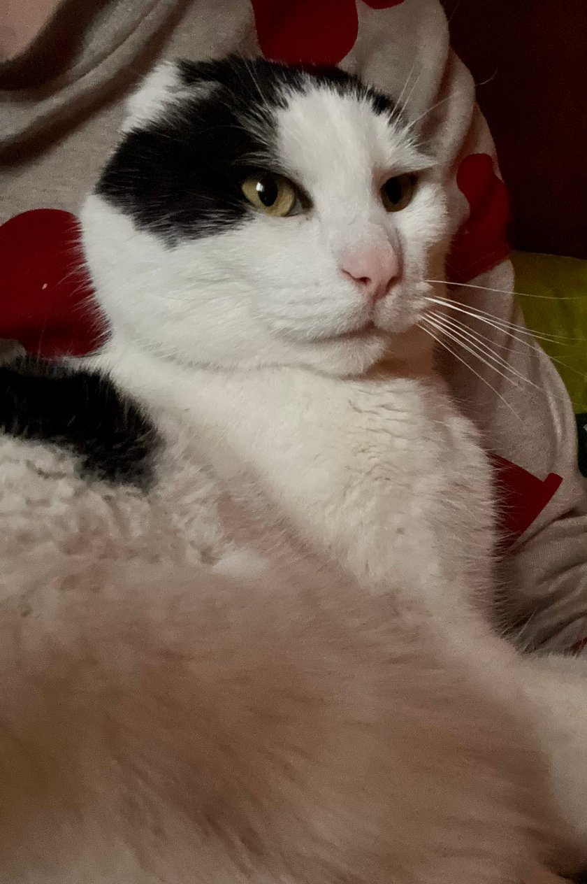 Łatek - to kocur kochany, oddany i pełen wigoru. Doznał swego czasu nowotworu małżowin usznych, w wyniku czego uszy musiały zostać usunięte, jednak nauczył się szybko bez nich żyć, a w codziennym funkcjonowaniu nie są dla niego żadną przeszkodą (choć wydaje mi się, ze słuch uległ wręcz poprawie - nawet drobny szelest najlepszej karmy potrafi go wybudzić z głębokiego snu, mimo iż wcześniej było to niemożliwe). Świetnie poluje na przyszykowane zabawki, rewelacyjnie wspina się po wszystkich możliwych rzeczach, a także jest bardzo szybki, w mgnieniu oka może przemieścić się pomiędzy różnymi lokalizacjami, gdzie trudno jest to dostrzec ludzkim okiem. Ponadto jest bardzo czuły, uwielbia pieszczoty oraz spanie na człowieku, a także nieustanne towarzyszy jednemu z domowników, dosłownie nie odstępuje na krok … no chyba, ze chodzi o jedzenie - tutaj istnieje wyjątek od reguły. Lepszego kota nie można sobie było wymarzyć (kot przygarnięty z ulicy … do dziś rzekomy właściciel nieodnaleziony). Łatek ma aktualnie 10 lat, bym kociakiem gdy na przełomie 2014/2015 rok został przeze mnie przygarnięty.