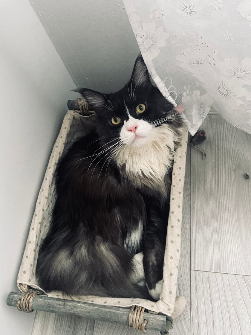 Orzeszek jest 2-letnim kotem rasy Maine Coon. Waży już 9 kg i jest wielką przytulanką. Jego imię wzięło się od jego orzechowego koloru oczu. Dla mnie jest najpiękniejszym kotem, może zostanie tez najpiękniejszym kotem we Wrocławiu? ☺️