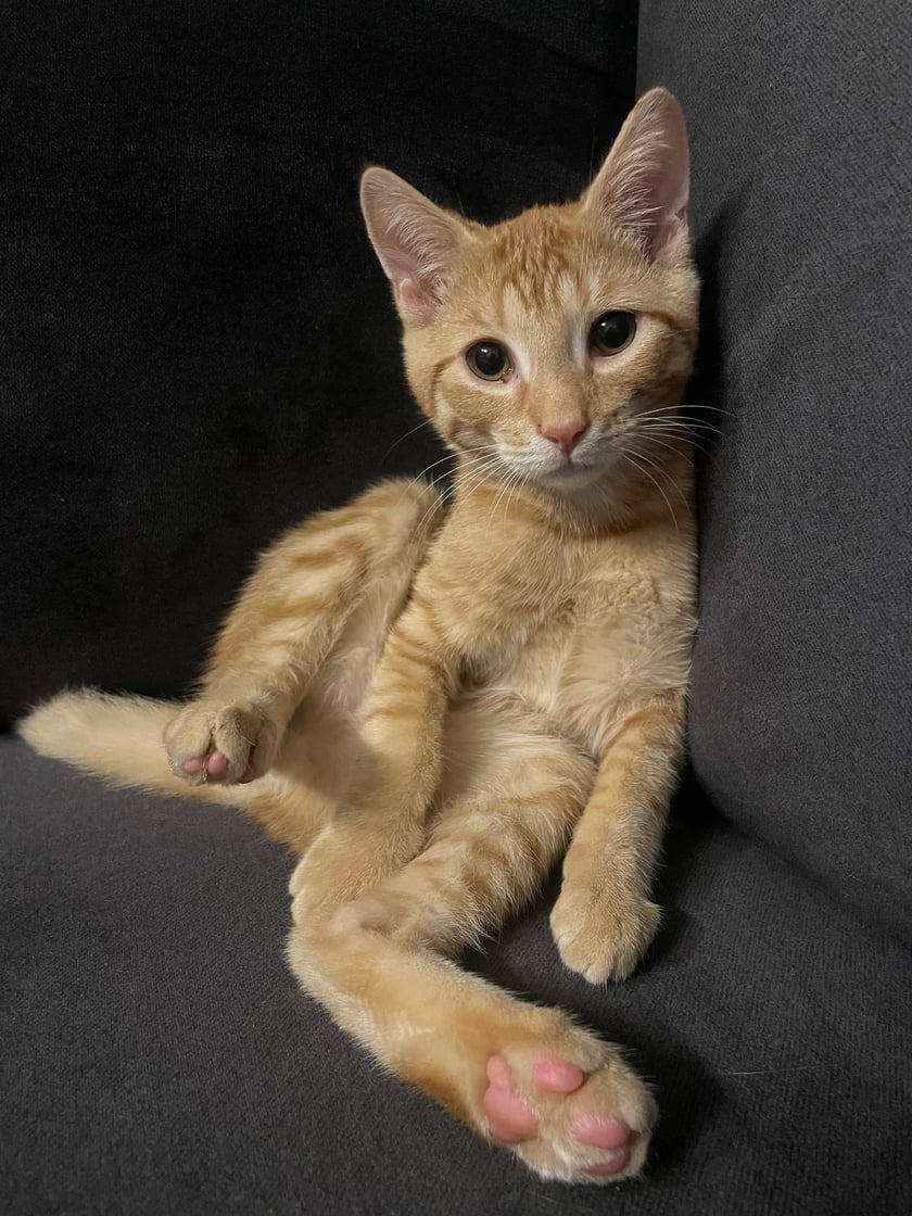 Taco jest kocim nastolatkiem. Ma pół roku i uwielbia łobuzowanie. Dobrze dogaduje się ze swoimi współlokatorami kotka Lili i psem Keksem.