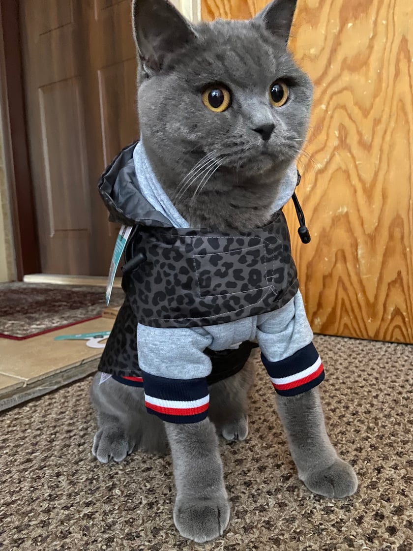 Kot brytyjski lubi grać w piłkę, podaję łapkę przybija piątkę