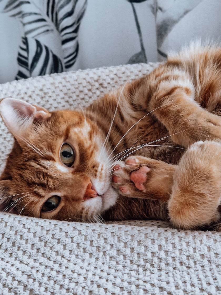 Kłopot to kochany kot. Pierwsze dwa - trzy lata życia spędził na ulicy. W 2020 roku postanowiliśmy wraz z mężem, że Kłopot musi dołączyć do naszej rodziny - to była najlepsza decyzja w naszym życiu. Kłopot uwielbia zabawy z wędką i piłeczkami, a później odpoczywa na swoim drapaku lub pod kocem przytulony do swojej kociej mamy. Niech imię Kłopot Was nie zwiedzie - nasz kotek Kłopotek sprawia żadnych kłopotów:)