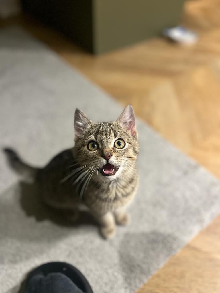 5 miesięczny, kochający zabawę, smaczki i ryby, myśliwy i piosenkarz, ciekawy świata, ludzi i innych zwierząt. Najwspanialsza istota na ziemi, która uwielbia atakować i się przytulać