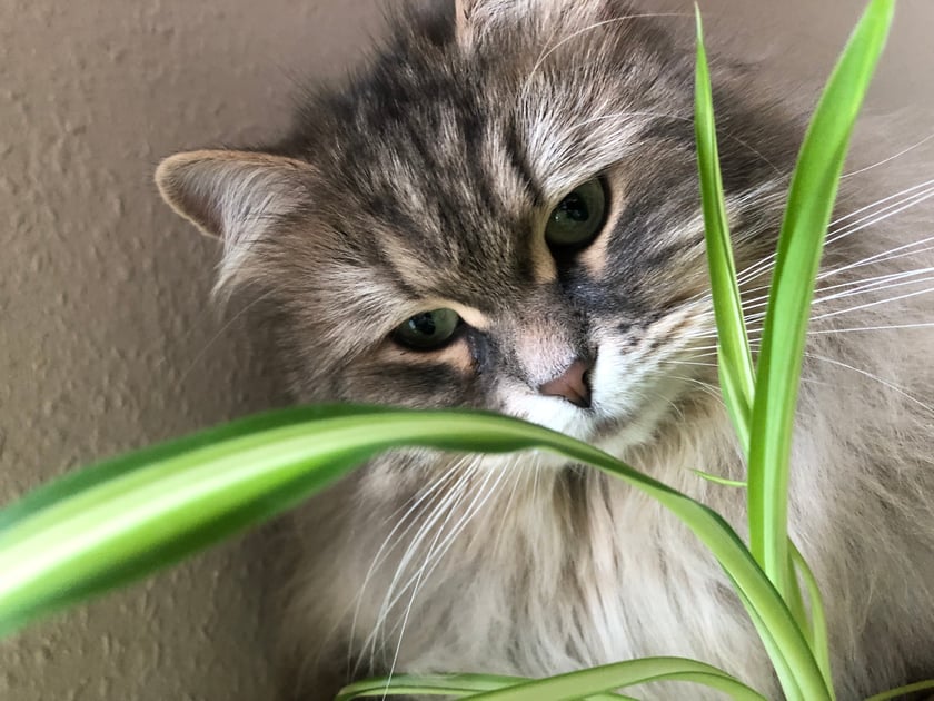 Kotka syberyjska ,Młoda wiek 3 lata .Niesłychanie łagodna dla ludzi .Uwielbia gonitwy i polowania .