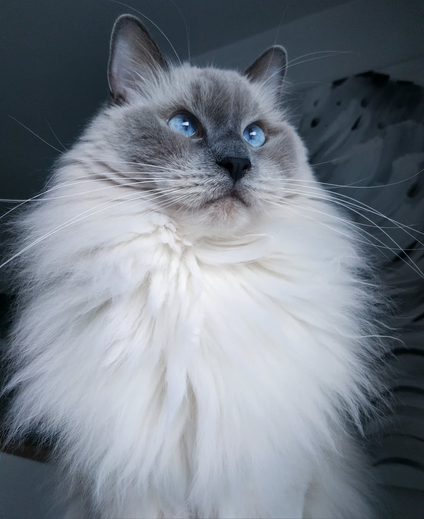 Sting-kocur rasy ragdoll. Wielki kochany przytulas.
