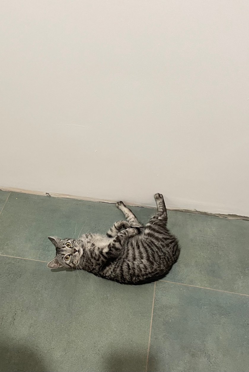 Majeczka została adoptowana z fundacji w wieku 1. roku po przebyciu ciężkiej neurologicznej choroby wirusowej zwanej FIP. Jest cudnym, kochającym zabawę i przytulanie kotkiem. Zyskała u nas dom i rodzinę na zawsze.