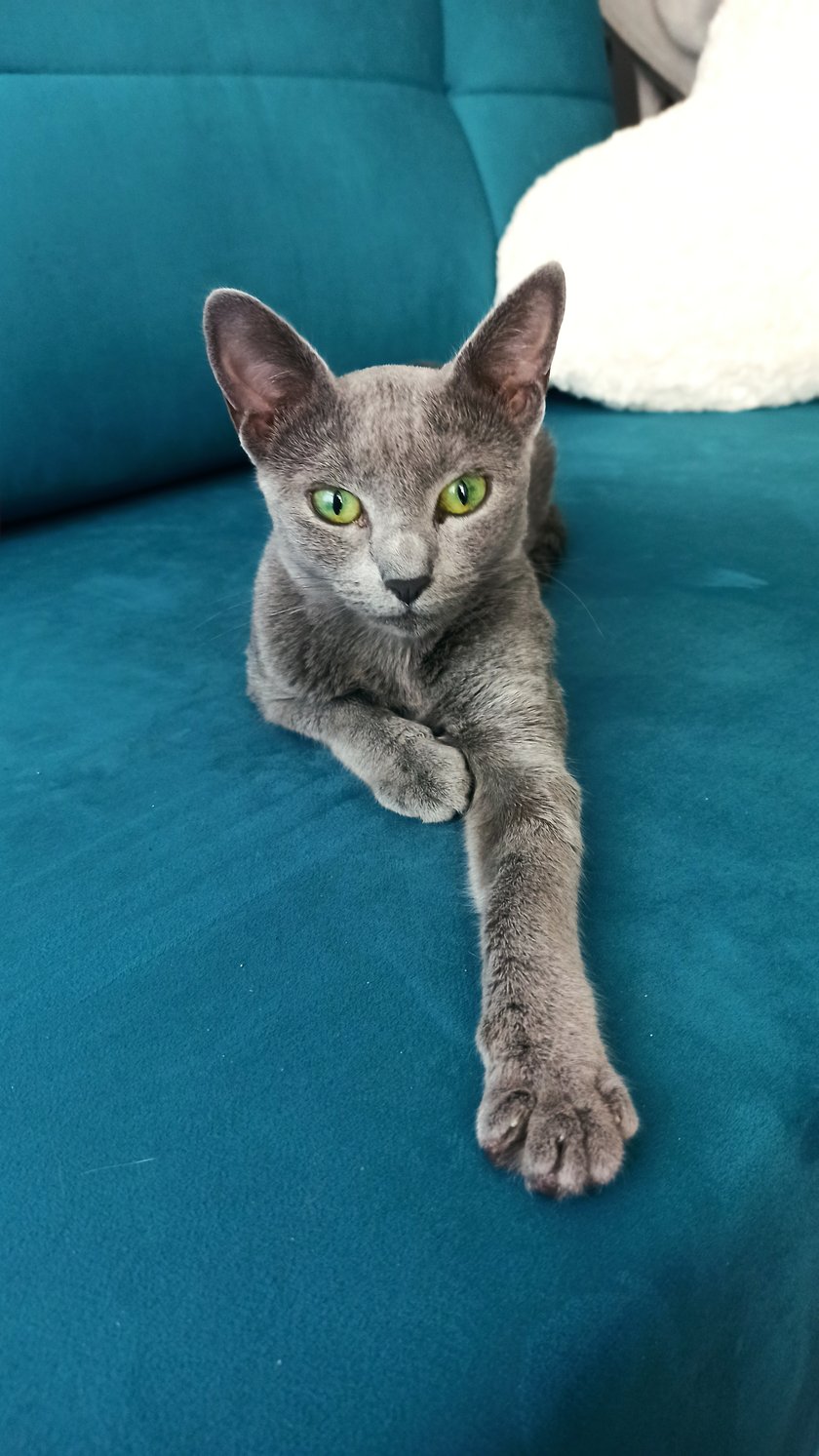 Kot rosyjski niebieski