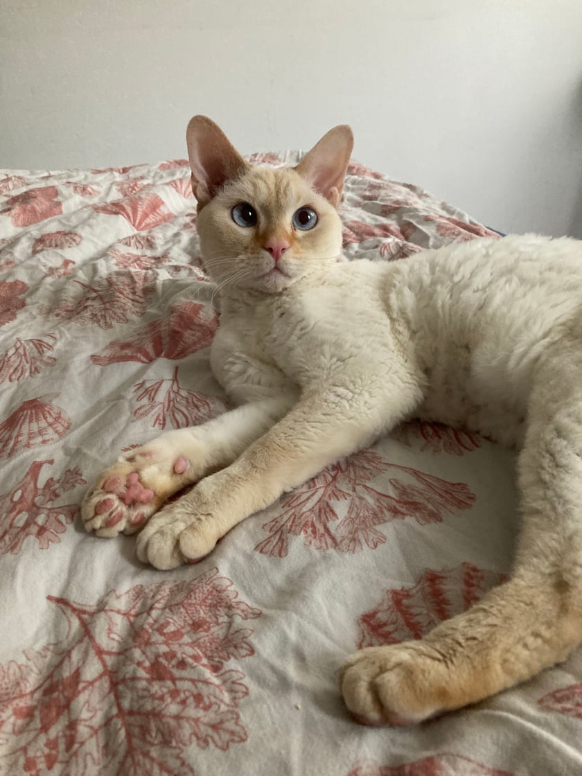 Karolek ma 5 lat, to kocurek rasy devon rex. Adoptowany przeze mnie 3 lata temu i od tamtego momentu jesteśmy nierozłączni.