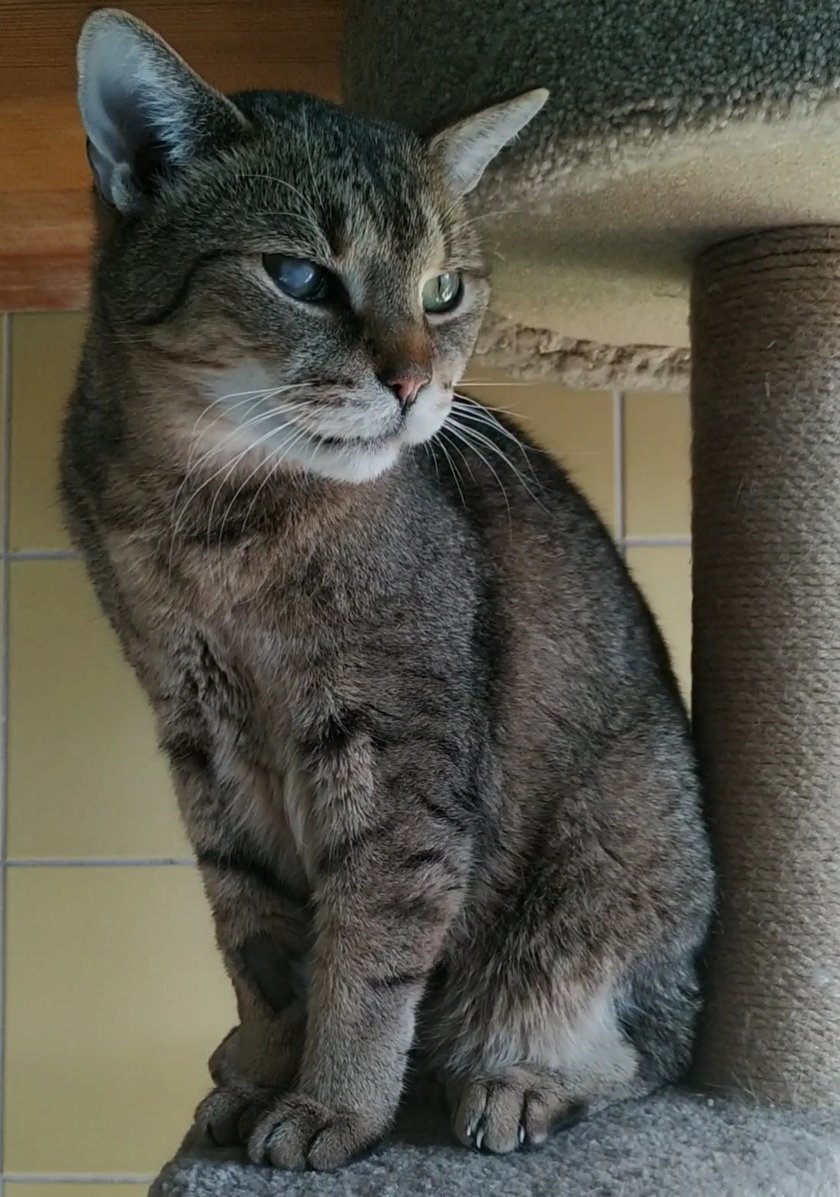 Stefan jest podopiecznym wrocławskiego schroniska dla bezdomnych zwierząt przy ul. Ślazowej. Od kilku tygodni szukam dla niego domu, o którym zapewne marzy. To 10-letni kocurek, który nie widzi na jedno oczko. Jest ogromnym przytulaskiem, puszystym kociakiem i czeka na nową, kochającą rodzinę. Teraz ma również szansę zostać kocią pięknością Wrocławia :)