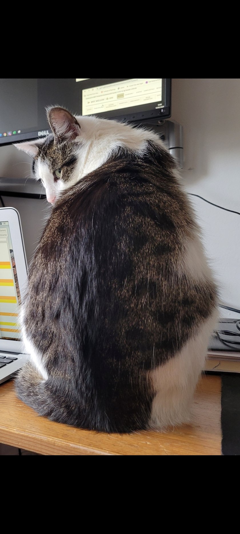 Nasz Szuszu to kot rasy wrocławskiej :) Przygarnęliśmy go jako kociaka ze schroniska i taki ładny nam rośnie. Często domaga się uwagi a to zdjęcie zrobiłem jak przyszedł troszkę poprzeszkadzać mi w pracy :).