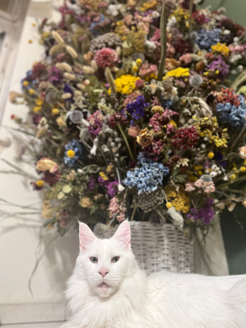 Marvik to kot adoptowany z wrocławskiego stowarzyszenia „Grupa Ratuj”. Marvik nie słyszy, jednak nie stanowi to dla niego problemu wręcz dodaje mu pewności siebie. Lubi być w centrum uwagi i jest prawdziwą duszą towarzystwa.