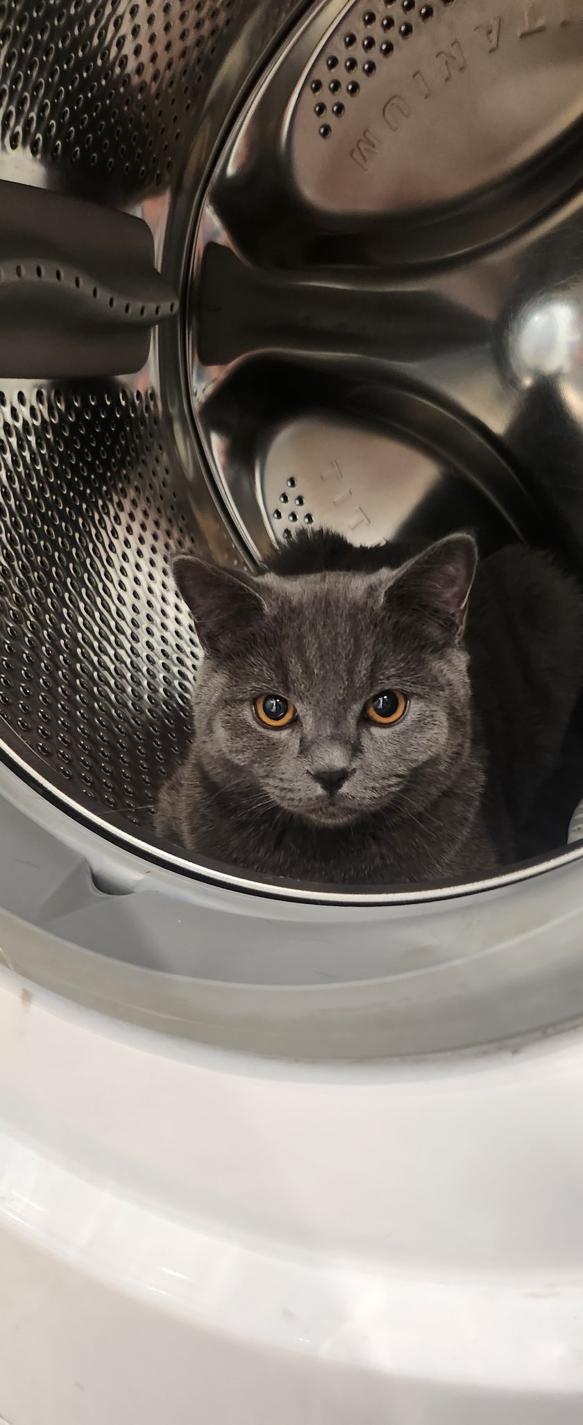 Boston, zwany Boston Elektryk , lubuje  się w urządzeniach technicznych, specjalizuje się w skrótach klawiaturowych, spaniu na płycie indukcyjnej, sprawdzaniu czy działa różnicówka w domu podgryzając kable I weryfikuje stan pralki , co widać na zdjęciu. Taki fachowiec to skarb !