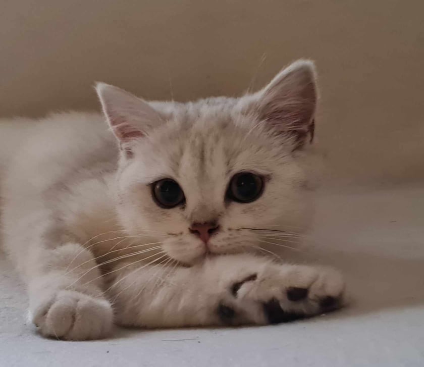 Śnieżka jest 5 m-cznym kotem brytyjskim.
Jest prawdziwa ksieżniczką. Nie zje ble czego i ciężko jest trafić w jej podniebienie.