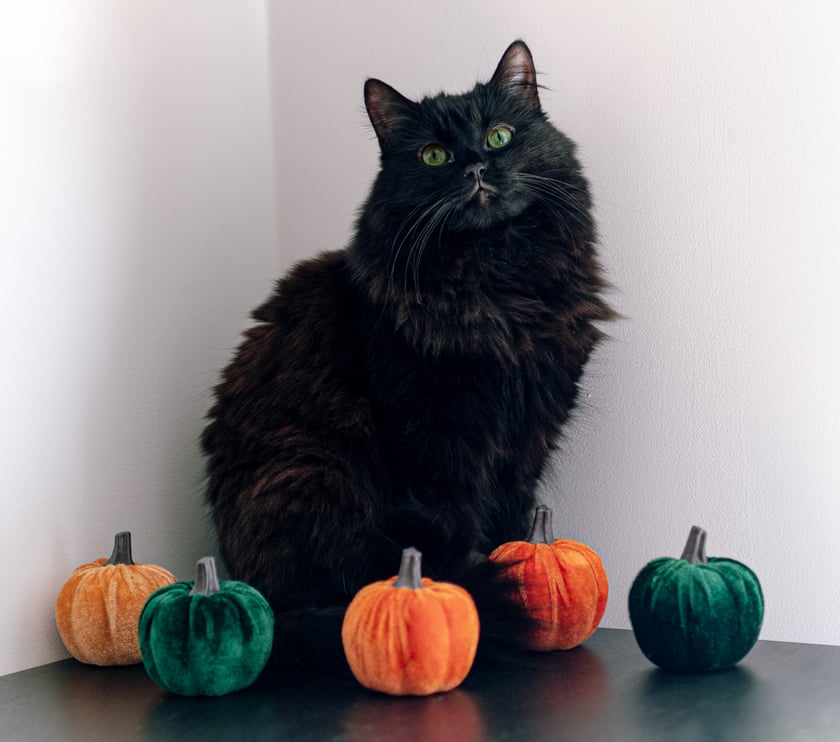 Gdy patrzysz w ciemność to ciemność patrzy w ciebie.