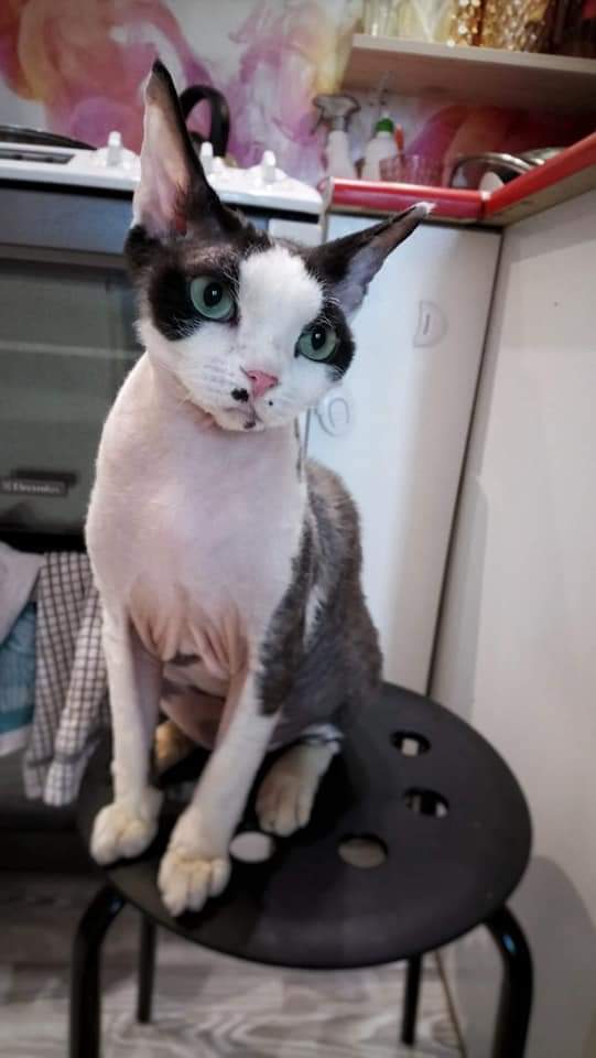 Ozzy - mieszkaniec Wrocławia, rasy Devon Rex. Kocia przylepa, charakter podobny do psa: chodzi wszędzie za człowiekiem, merda ogonem, robi siad i daje łapę, aportuje. Kocha bezwarunkowo, śpi wtulony, gada cały czas. Jest przy córce od jej urodzenia. Wchodzi wszystkim na kolana i wpycha się pod ręce żeby go głaskać. I kombinuje jak coś zwędzić z talerza :)