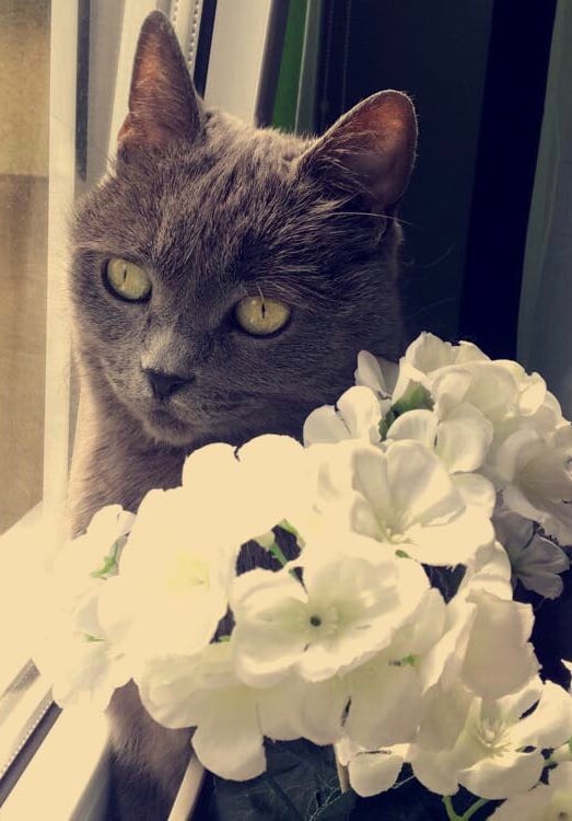 Krystyna jest 13 letnim kotem rasy brytyjskiej niebieskiej. Uwielbia wylegiwać się na poduszce oraz dawać całusy :)